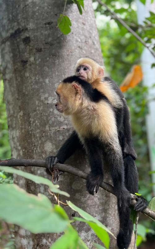 Monkey, Croc, & Beach Experience in Jaco Costa Rica