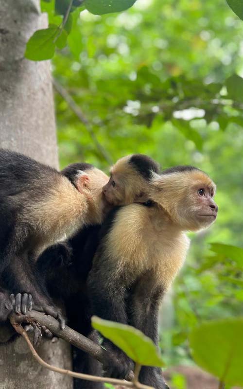 Monkey, Croc, & Beach Experience in Jaco Costa Rica