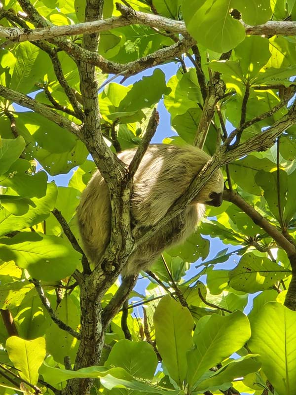 Monkey, Croc, & Beach Experience in Jaco Costa Rica