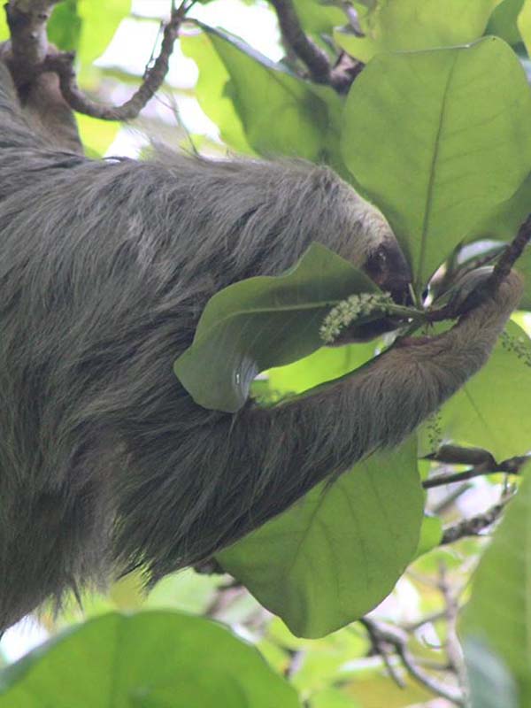 Monkey, Croc, & Beach Experience in Jaco Costa Rica